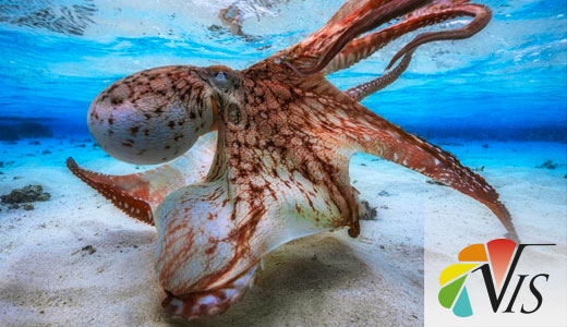 Image for Il polpo è una delizia, non solo in cucina: parola di scienziato