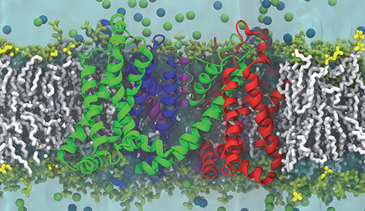 Image for PHYSIOLOGICAL ROLE OF IONS IN THE BRAIN