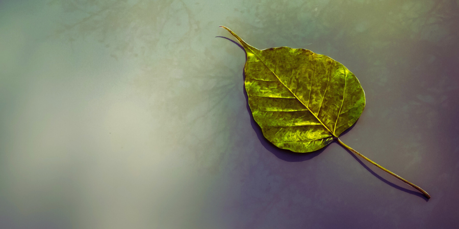 Incontro con Antonella Anedda-Angioy